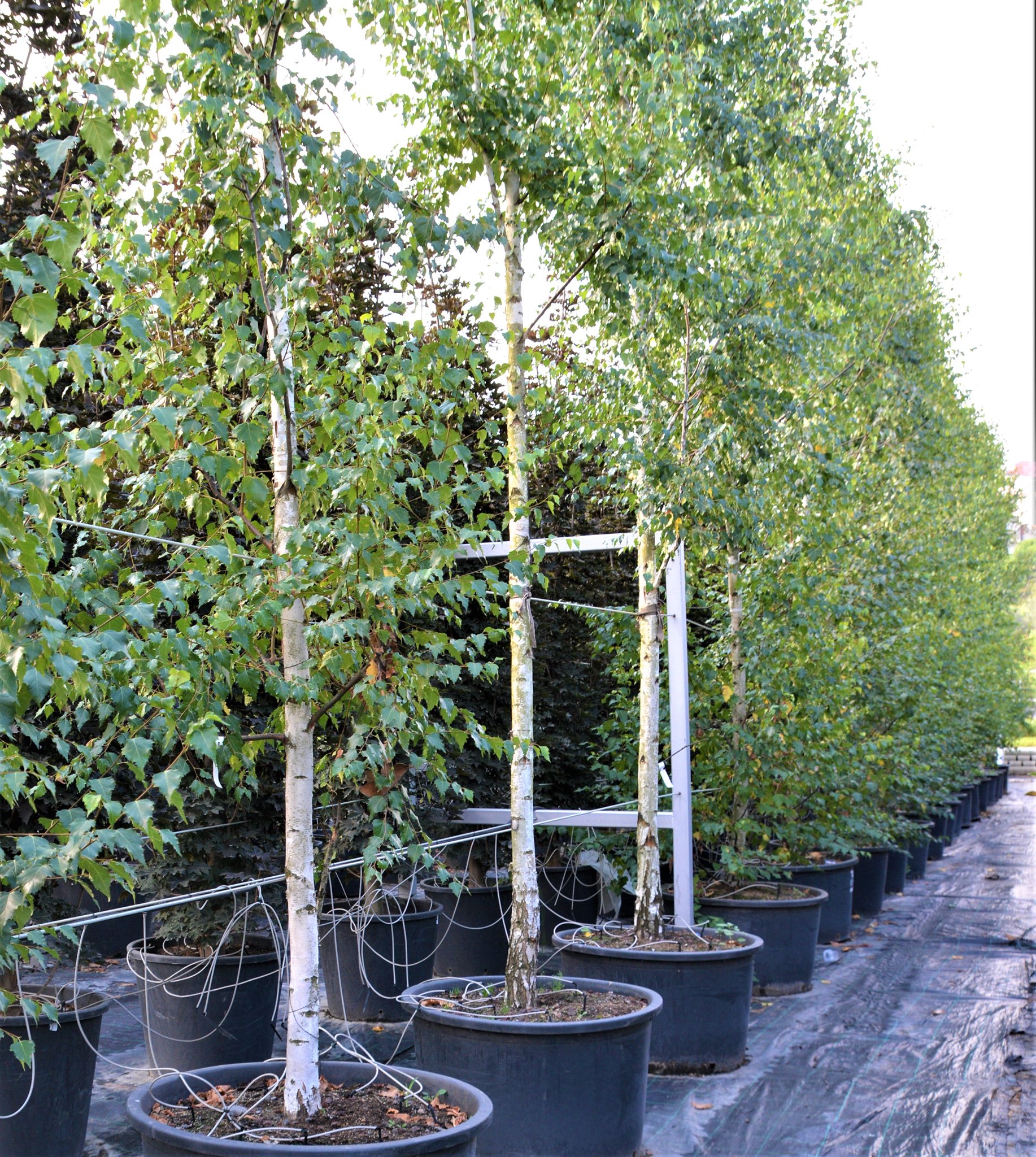 Betula alba Huş ağacı